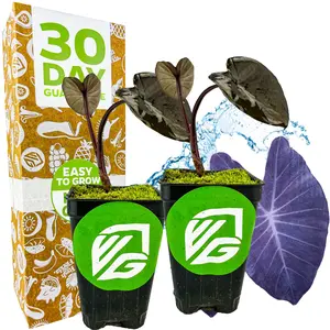 (2-Pack) Black Magic Elephant Ear - Colocasia esculenta by Wellspring Gardens - Ideal for Gardens & Containers - Great for Indoor Houseplants, Outdoor Landscaping & Garden Planting - Starter Plant