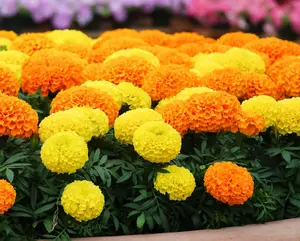 Marigold Cracker Jack Seeds for Planting - 1,000+ Seeds - Outdoor Pollinators Garden Floral