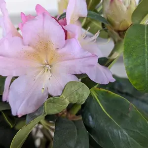 Holden's Peach Rhododendron