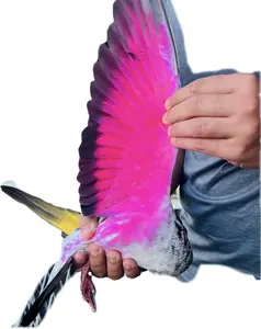 2 PACK PINTURA COLOR NEON PARA PALOMOS DEPORTIVOS GT SPAIN PINTURA DECORATIVA PARA PALOMAS AVES PAINT FOR PIGEONS BIRDS (AZUL/BLUE NEON)