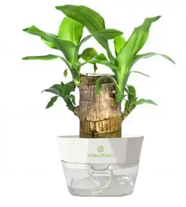 Lucky Brazilian Wood Mini Hydroponic Plant | 2026 New Desktop Décor | Plastic Tray | Optional Nutrient Solution Set Houseplants