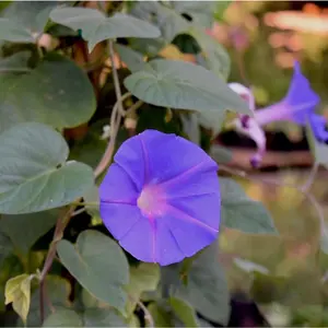 Morning Glory 'Perennial'