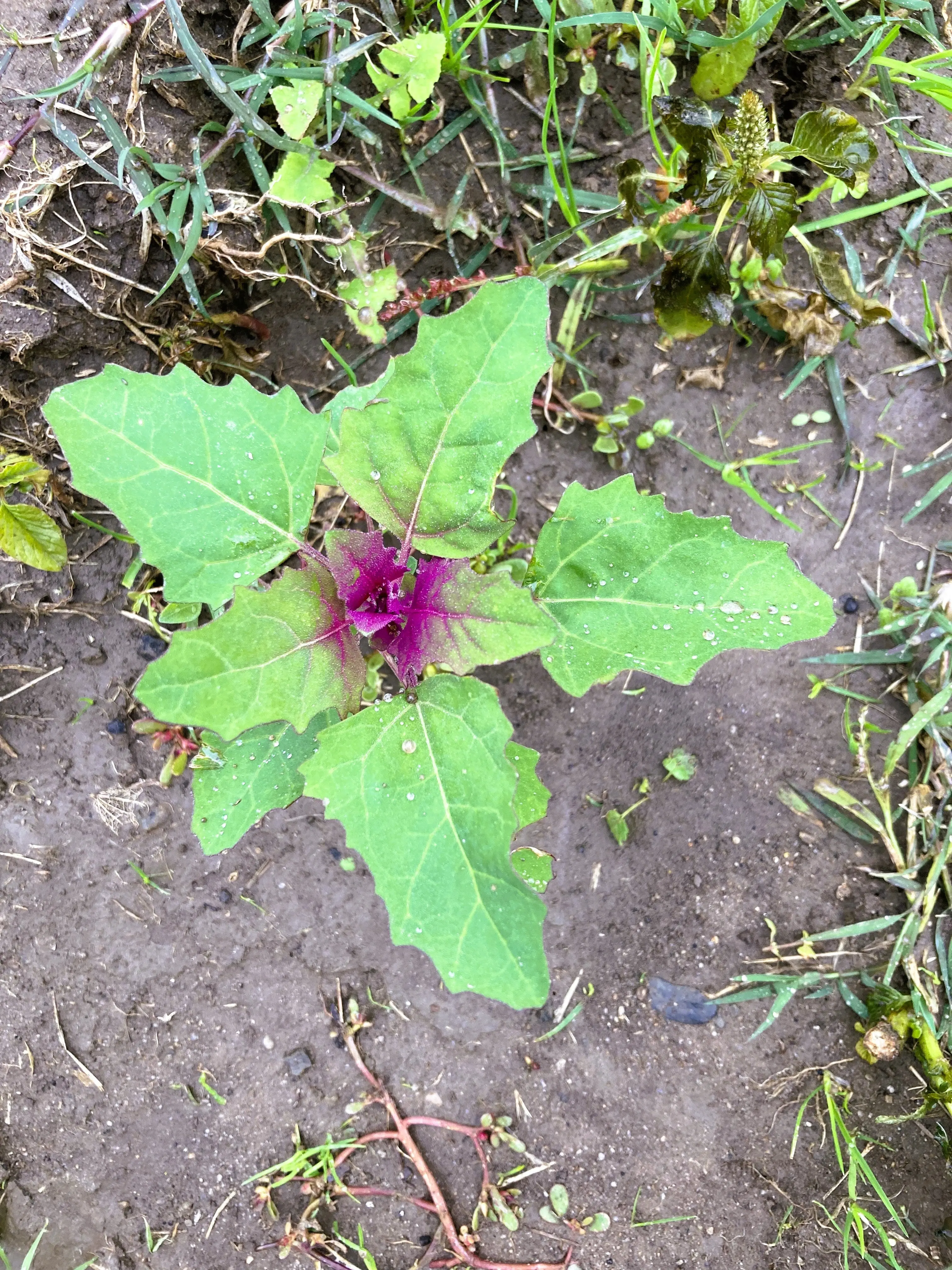 Magenta Spreen Lambsquarters Live Plant - Non-GMO, Organically Grown, Drought-Tolerant Full Sun Self-Seeder, Nutrient-Rich Fast Grower, Ornamental Flavorful Garden Feature