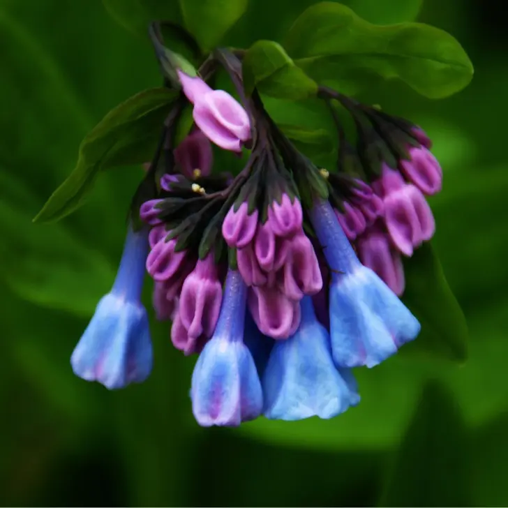 Live Virginia Bluebell Plant – 5 Roots Bundle – Beautiful Spring Blooms – No Ship to AK, HI & P.R.