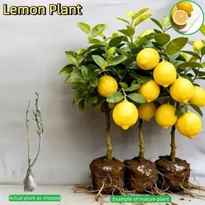 Lemon Tree Seedling – Strong Root System, Bare Root, Perennial Fruit Tree – Easy to Grow, Suitable for Containers or In-Ground Planting – Great for Home Gardens