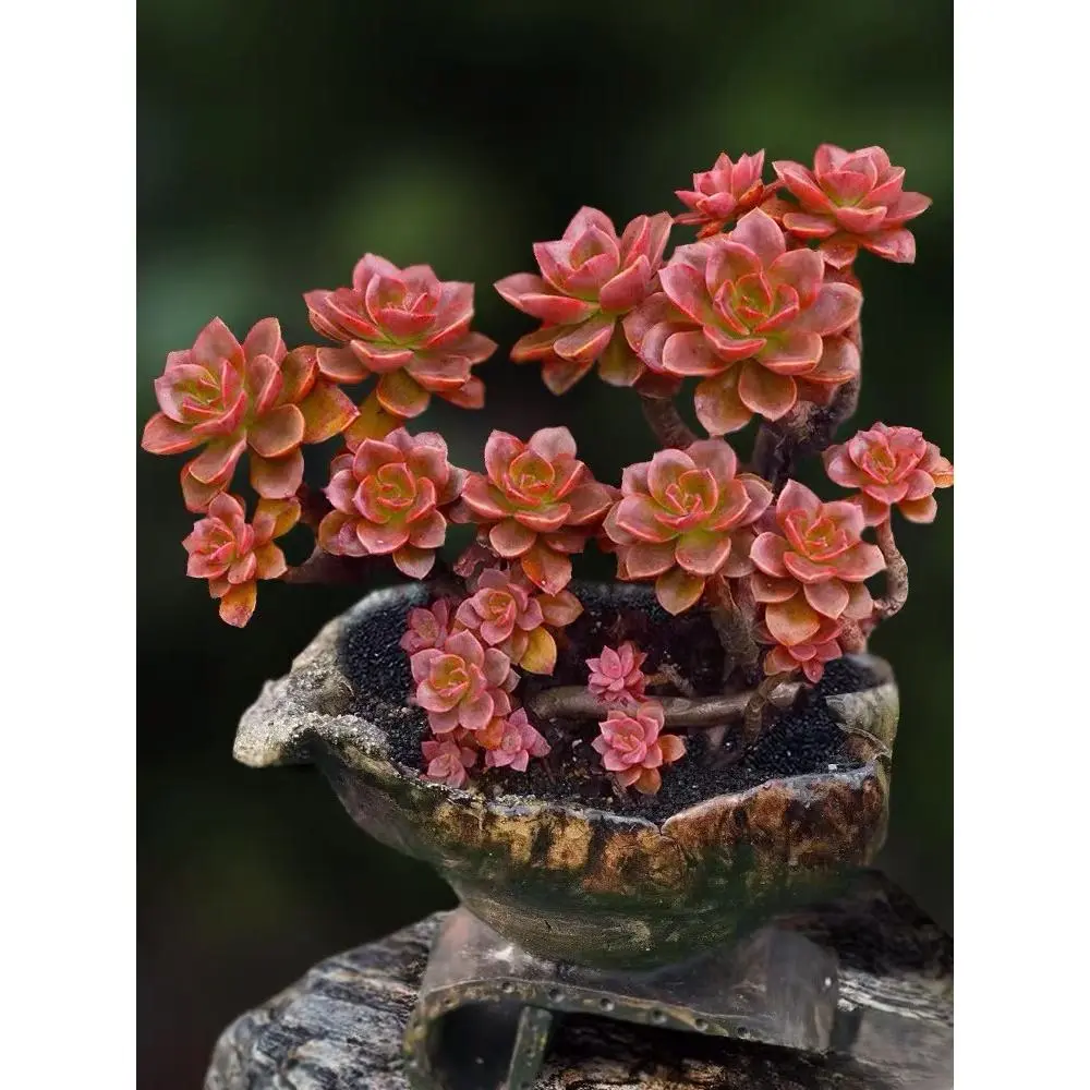 2"Live Succulent (Echeveria melaco) 2"Live Succulent (Echeveria melaco)
