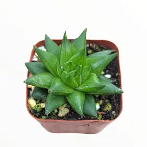 Haworthia marumiana var. batesiana
