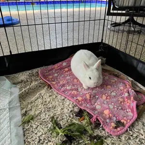 Aivituvin-AIR71  Bunny Playpen| Guinea Pig  Playpen with Floor,Petlife,Dog Playpen,Rabbit Playpen,Dog crate,Metal Pet Fence with Pad