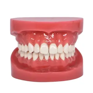 Pediatric Oral Care Demonstration Model