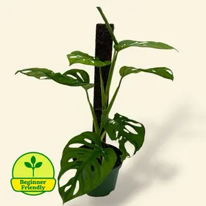 Monstera Swiss Cheese On Pole 6” - Low Maintenance Climbing Plant