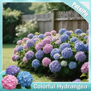 PetalPitGiant Snowball Hydrangea Seeds (Mixed Color) - Fast-Growing Shrub, Beautiful Perennial Climbing Large Flowers, Suitable for Wedding Decor, Outdoor Gardens & Potted Plants