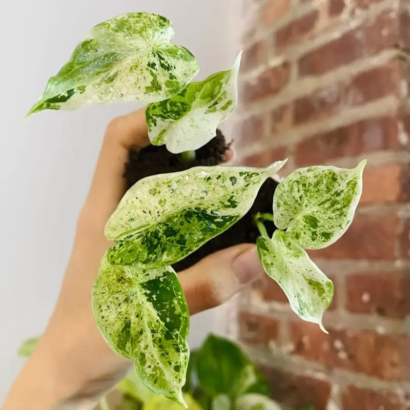 Alocasia Dragon scale Mint Starter Plant (Plug)