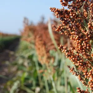 Red Milo Sorghum Seeds (Sorghum bicolor) High-yielding warm-season annual. Drought-tolerant grain sorghum that attracts birds, wildlife, and improves soil tilth.