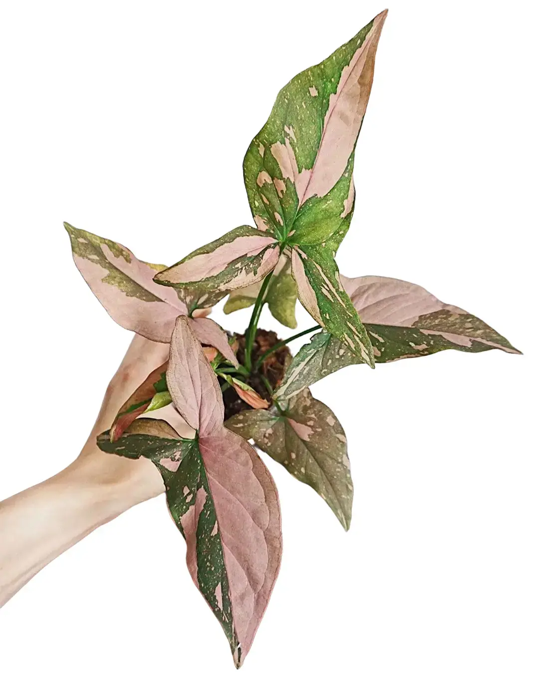 4" Syngonium Pink Splash - Live Indoor Plant, Splashy-Painted Pink and Green Variegation, Medium-Sized, Air Purifying, Beginner Friendly, Rare Plant, Bright Light