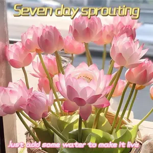 20+pcs Double-Layer Bowl Lotus Seeds – Perfect for Ponds, Bowls, Balconies, and Indoor Water Garden Displays