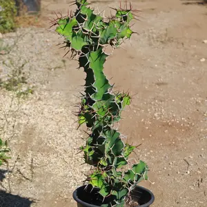 Cow's Horn Cactus - Euphorbia grandicornis