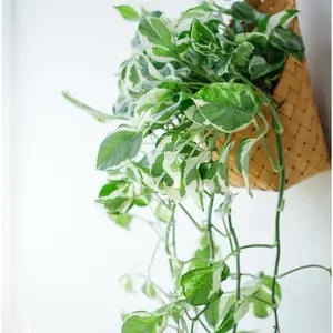 Pothos 'Pearls and Jade' - 1 Cutting 4-5" Rare Variegated Indoor Vine Easy to Grow Houseplant with Creamy White and Green Marbled Leaves for All Seasons