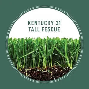 Kentucky 31 Tall Fescue Grass Seed, 3 lbs.