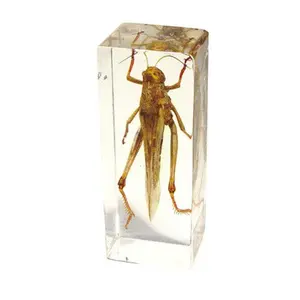 Ed Speldy East  Real Bug Paperweight Regular-Large-Grasshopper