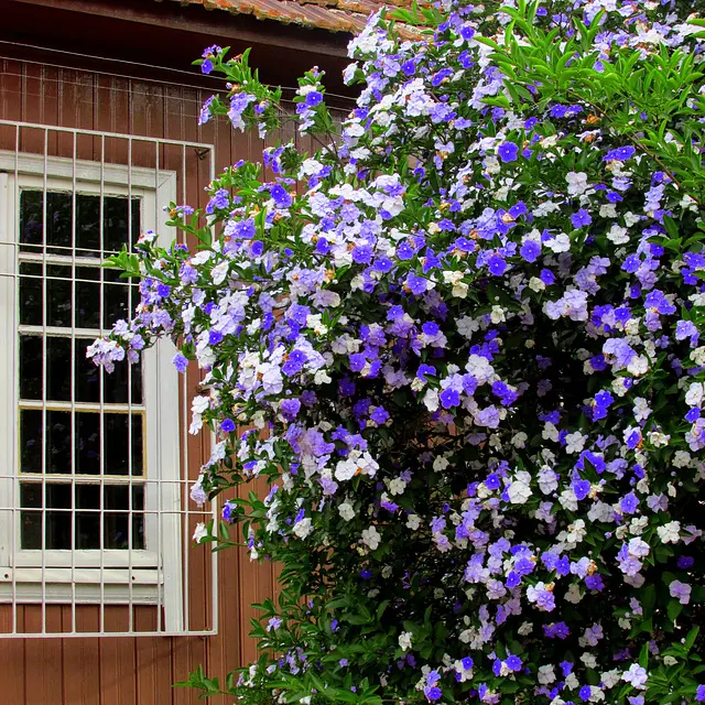 LIVE PLANT FRAGRANT 3ft Manacá - Lady of the Night - Brunfelsia uniflora