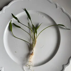 One Assorted Crypt- Easy Live Aquarium Plant for betta tanks, community tanks, and planted tanks.