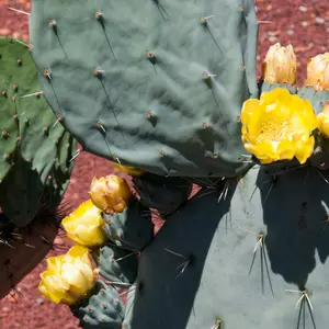 Opuntia Robusta Seeds (Opuntia robusta) Massive blue pads and edible fruit; drought-hardy cactus with ornamental and culinary appeal