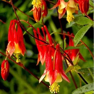 Columbine EASTERN RED Perennial PartShade Attracts Pollinators  200 Seeds