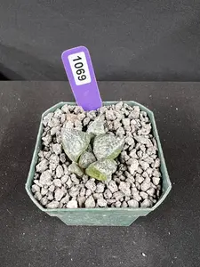 Ariocarpus Lloydii Seedling Cactus