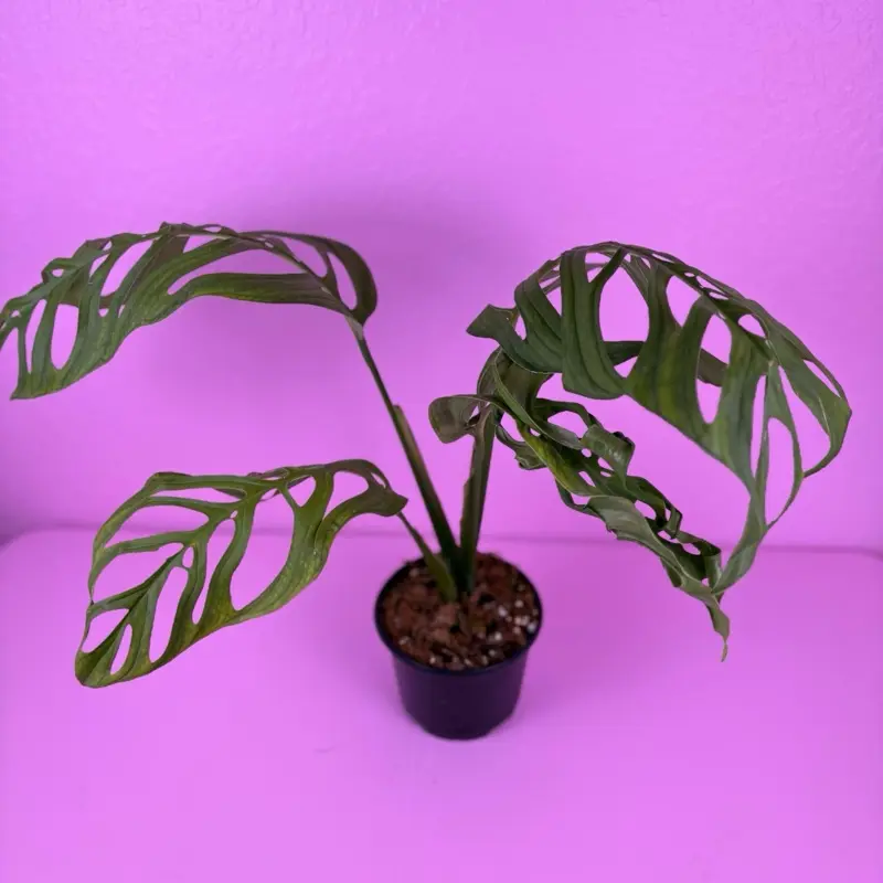 Monstera Esqueleto 6” | Large Fenestrated Monstera | Rare Plant