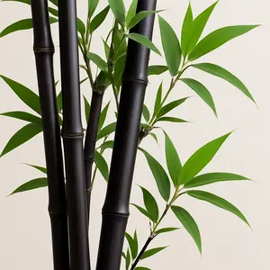 Rare Black Bamboo Seeds for Planting - 50+ Seeds - Grow Black Bamboo, Privacy Screen, Good for Environment - Ships from Iowa