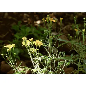 Mexican Mint Marigold