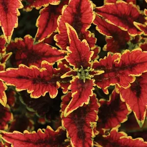 Colorblaze® El Brighto Coleus