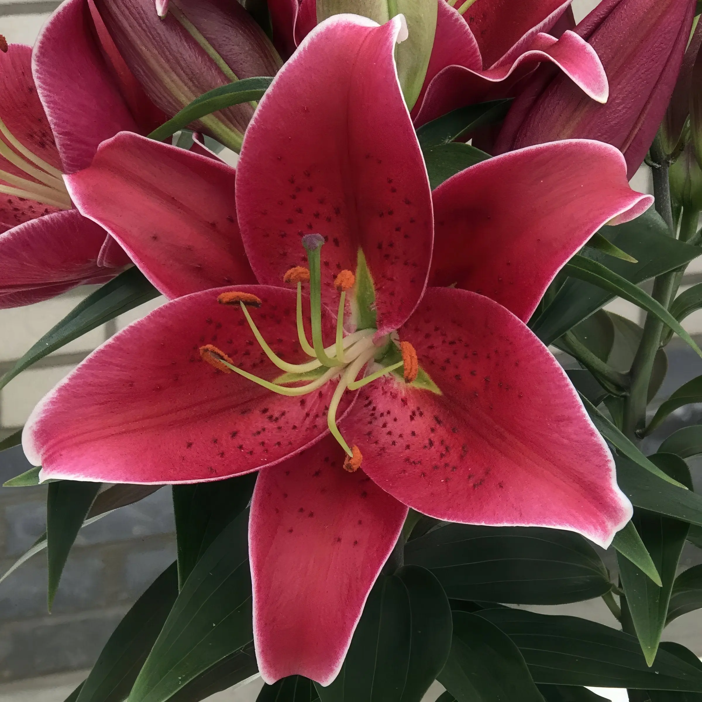 Outdoor Lilium 'Sunny Keys' Lily Bulbs - 6-Piece Set for Garden Supplies