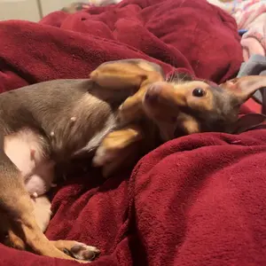 Dog Hair Deshedding Comb, Pet Grooming Brush, Dog Brush, Cat Brush — Deshedding Tool for Short-haired and Long-haired Dogs, Dog Comb, Cat Comb, High-Efficiency Deshedding Tool, 5 inches in length, 4 ounces in weight Self-Cleaning Professional Pet Brush