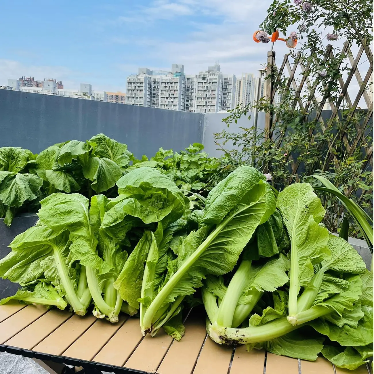 Broadleaf Mustard Seeds 4000PCS Leafy Green Vegetable Seeds Garden Plant Mostaza de Hoja