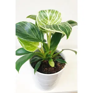 Birkin Philodendron - White Measure - Live Starter Plants in 2 Inch Pots - Philodendron Hybrid - Rare and Beautiful Indoor Houseplant Tropical Masterpiece