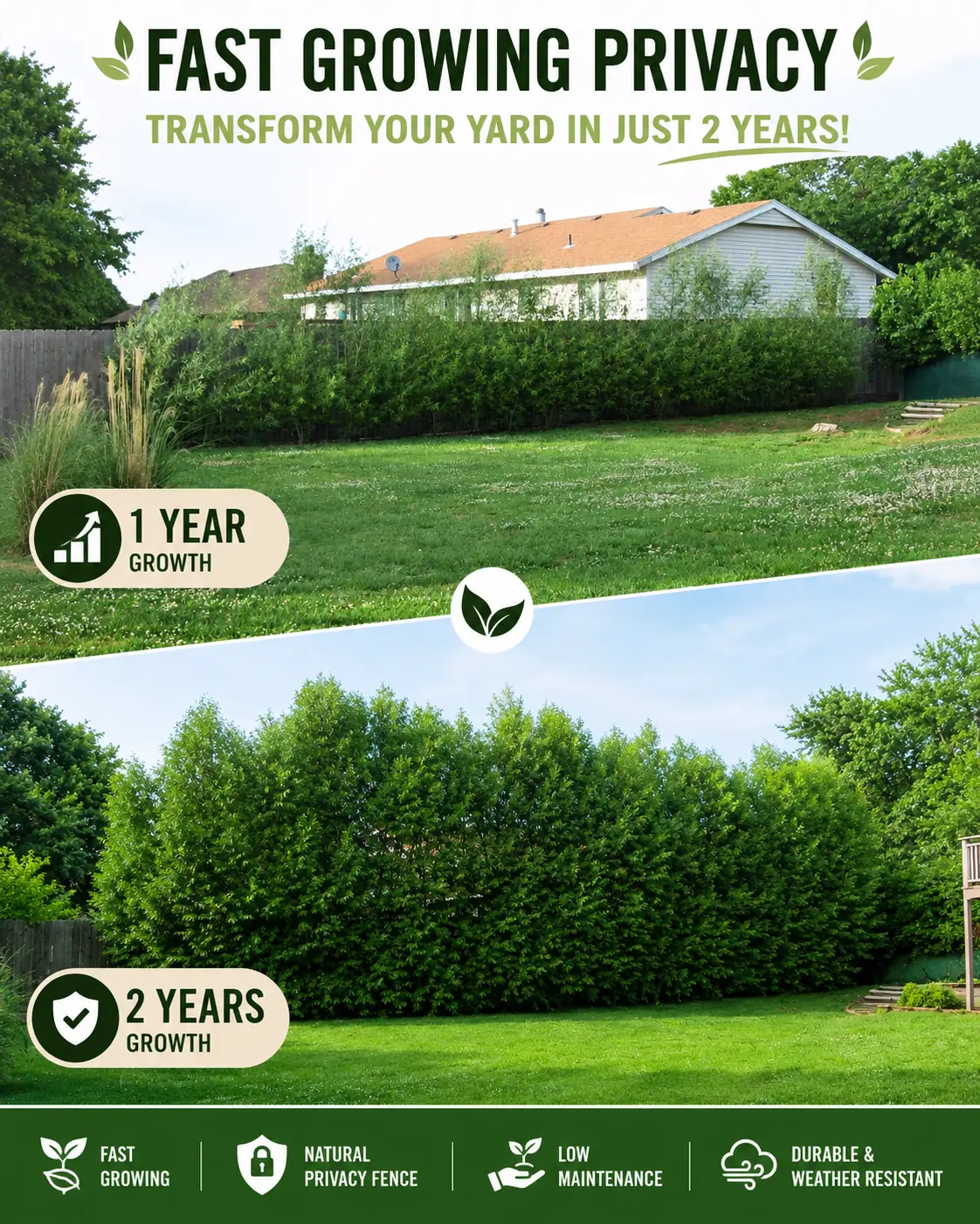 50 Austree Hybrid Willow Trees, Fastest Growing Minimal Care Shade-Privacy Tree for Home Improvement Garden Supplies