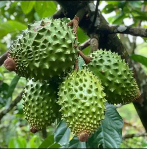 20 Soursop Fruit Seeds Exotic Tropical Graviola Tree Grow Rare Superfruit at Home Indoor Outdoor All Seasons