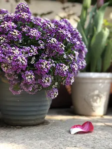 Alyssum Royal Carpet Seeds - Fragrant Lobularia maritima - Attracts Honey Bees, Butterfly - Ground Cover (1 Pack of 1000pcs seeds)