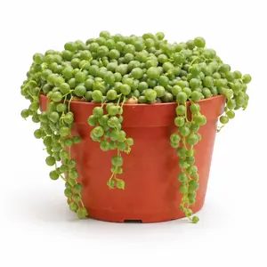 Full 6 inch Potted String of Pearls (Succulent)