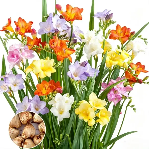 Mixed Color Freesia Flower Bulbs (3 Count) - Highly Fragrant Flowers for Full Sun, Indoor/Outdoor Garden Plants (No Pot)