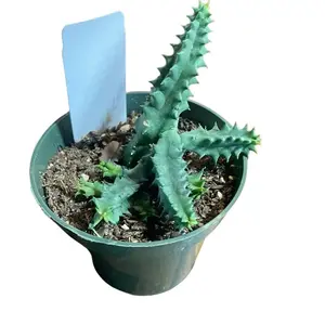 Lifesaver Cactus in Green Pot with White Tag for Easy Identification and Care