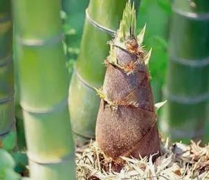 50+Giant Moso Bamboo Seeds Perennial evergreen Grows Edible Bamboo shoots