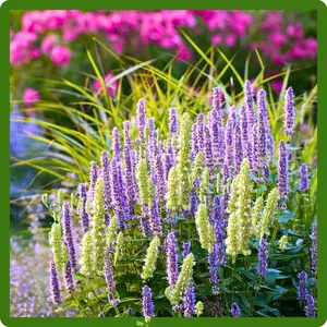 Outsidepride Blue Hyssop Seeds for Planting - 1000 Pcs Perennial Herb Garden Seeds with Fragrant Blooms Attractive to Pollinators, for Small Gardens, Containers, & Xeriscaping