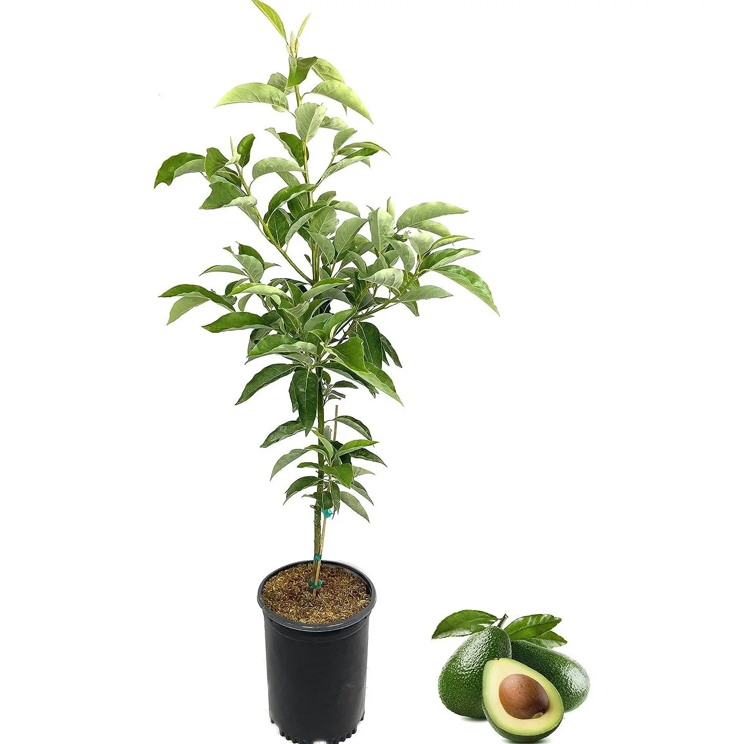 Avocado Tree - Live Tree in a 3 Gallon Pot - Grower's Choice Based on Season and Availability - Fruit Tree for Patio and Garden