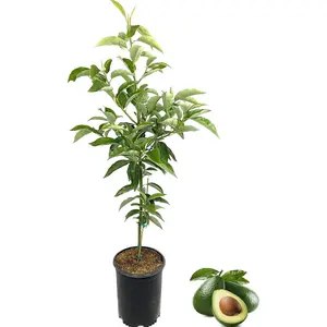 Avocado Tree - Live Tree in a 3 Gallon Pot - Grower's Choice Based on Season and Availability - Fruit Tree for Patio and Garden