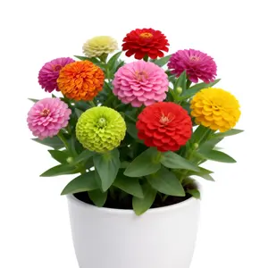 California Giants Zinnia Seeds – Mixed Color Flower Seeds for Gardening, Large Bloom Variety