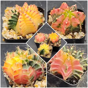 Set of 3 (1.5-2 inch) Gymnocalycium Mihanovichii Variegated Cactus Gymno Cacti Colorful Unique Patterns All Seasons Easy Care Houseplant for Cactus Lovers