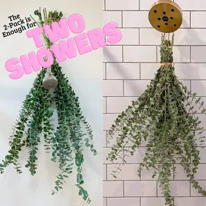 Eucalyptus Showers Bouquet 2-Pack California Grown [Hanging Ribbon Included] Large Hanging Stems Branches Natural Live and Aromatic Self Care | Natural Real Eucalyptus Leaves Shower Decor Home Decor Aromatic Plant, Fragrance Scent Bathroom Eucalipto