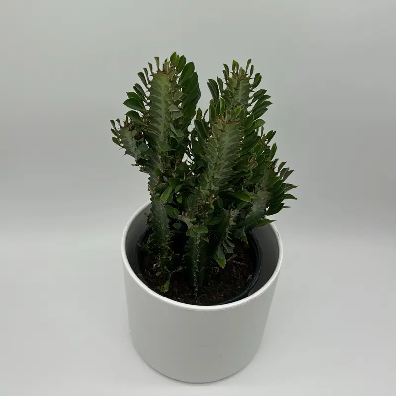 Euphorbia Green Plant 6 Pot African Milktree Low Maintenance Indoor Outdoor Drought Tolerant Succulent with Creamy Variegation